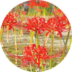 彼岸花(9月)