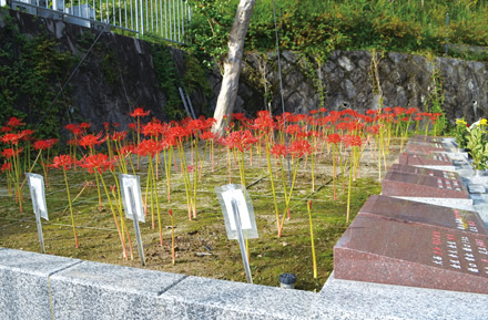 彼岸花に覆われる百日紅苑